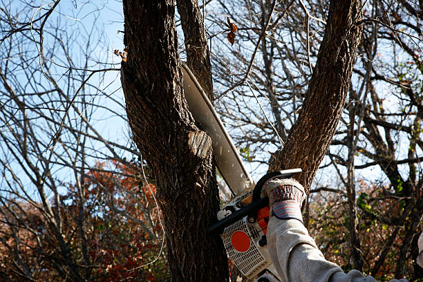 How Our Tree Care Process Works  in  Wind Gap, PA